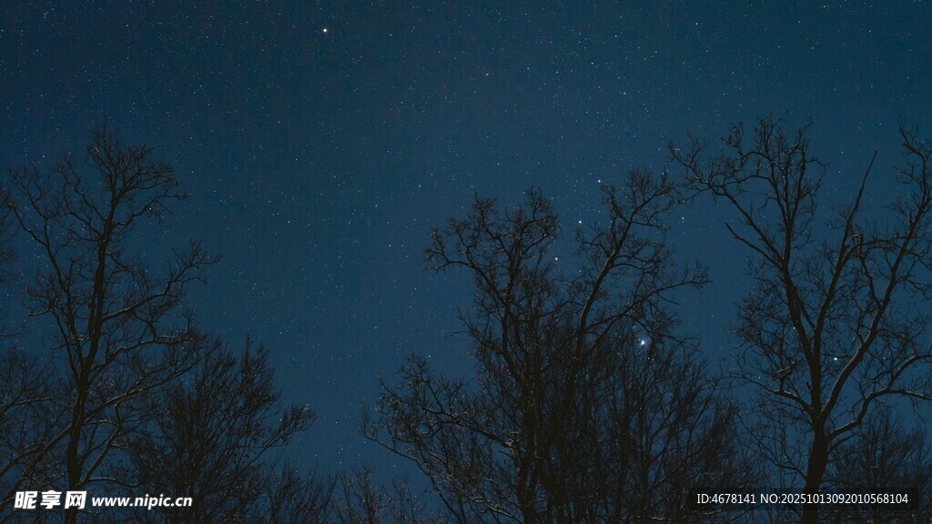 夜空下的枯树剪影
