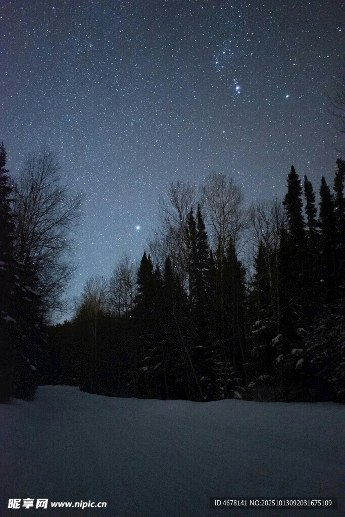 雪夜星空下的静谧森林