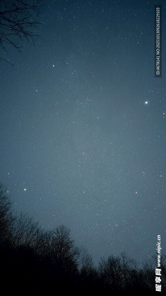夜空下的树梢与闪烁星星