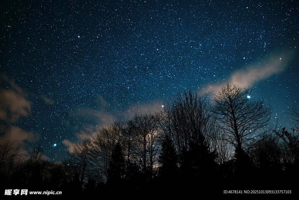 夜空下的树木与闪烁繁星