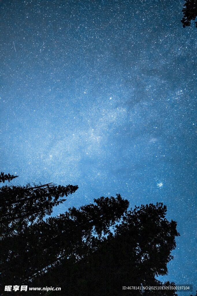 夜空下的树木与璀璨星河