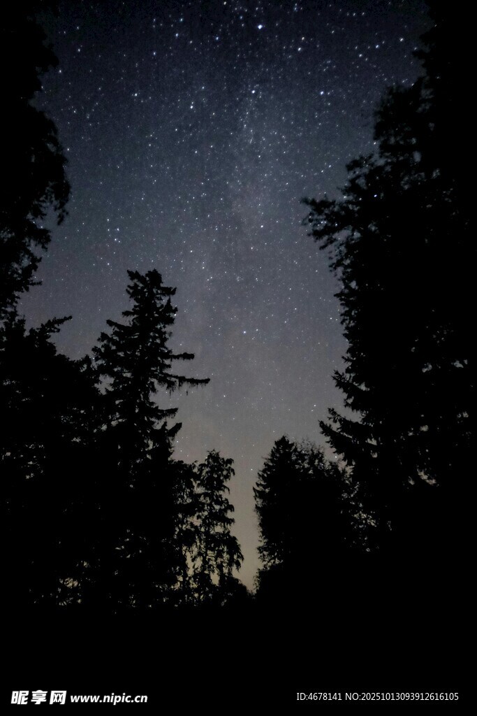 森林夜空下的璀璨繁星