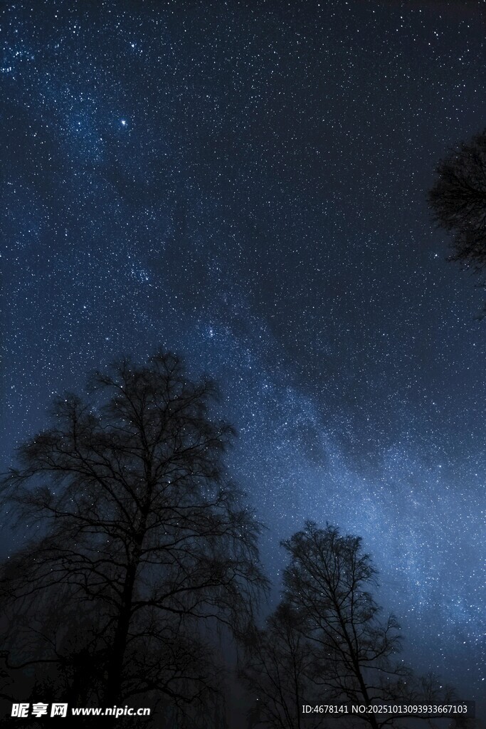 夜空下的树木与璀璨星河