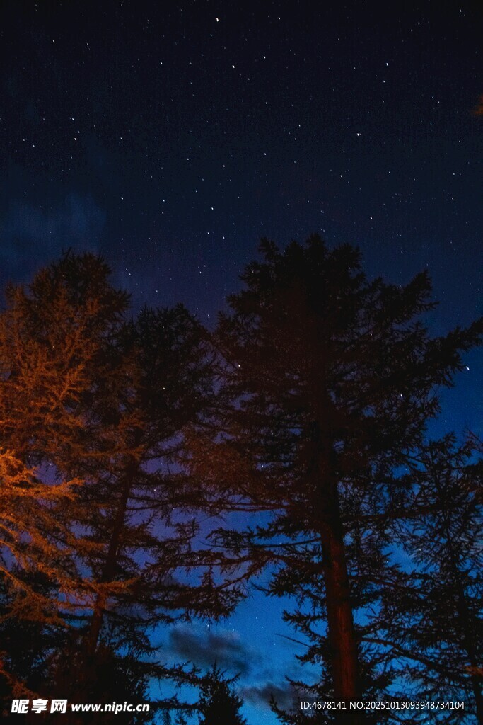 夜空下的树木剪影