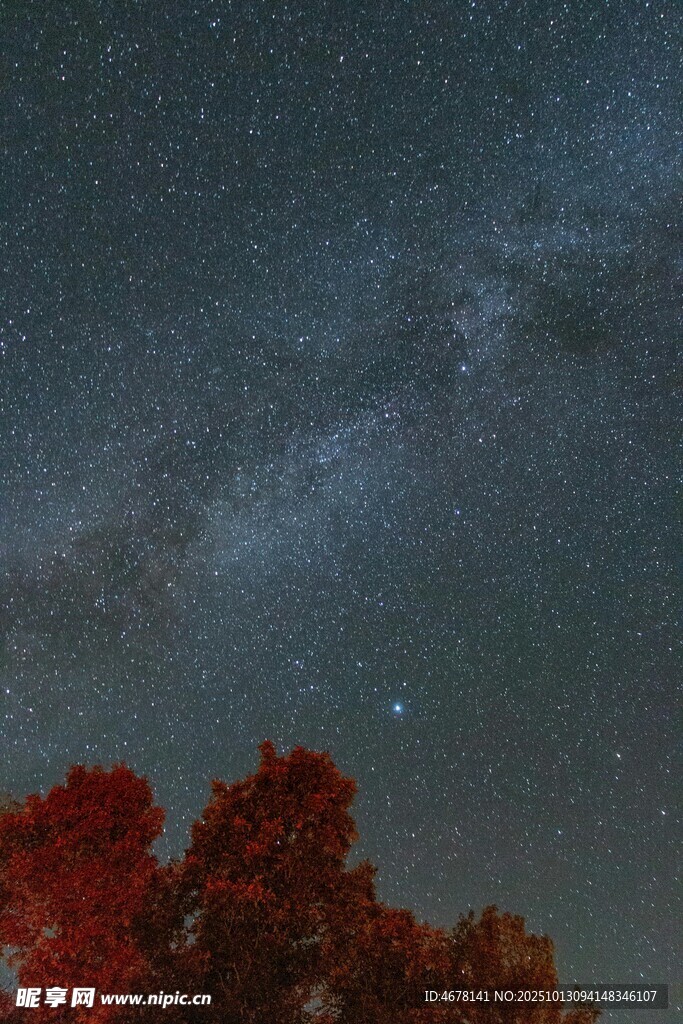 秋夜星空下的绚烂树木