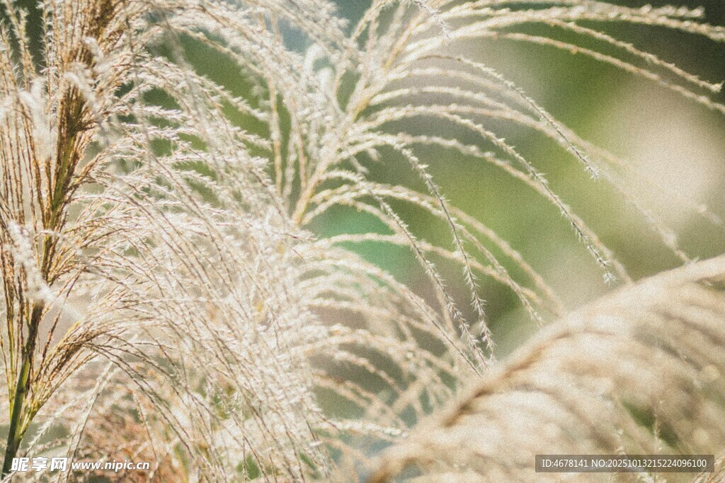 轻柔飘逸的白色芒草
