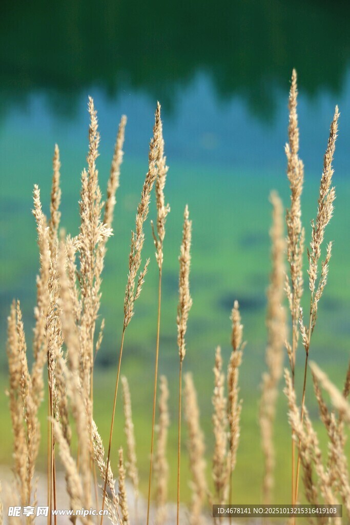 湖畔摇曳的金黄芦苇