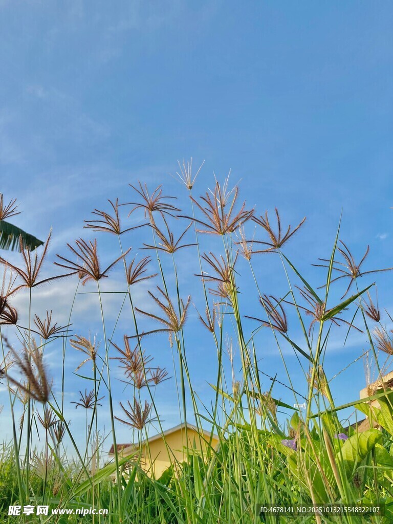 蓝天野草自然清新景致