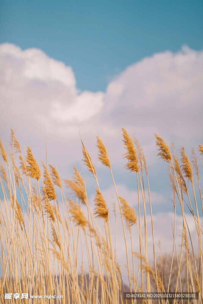 秋日芦苇荡蓝天伴白云