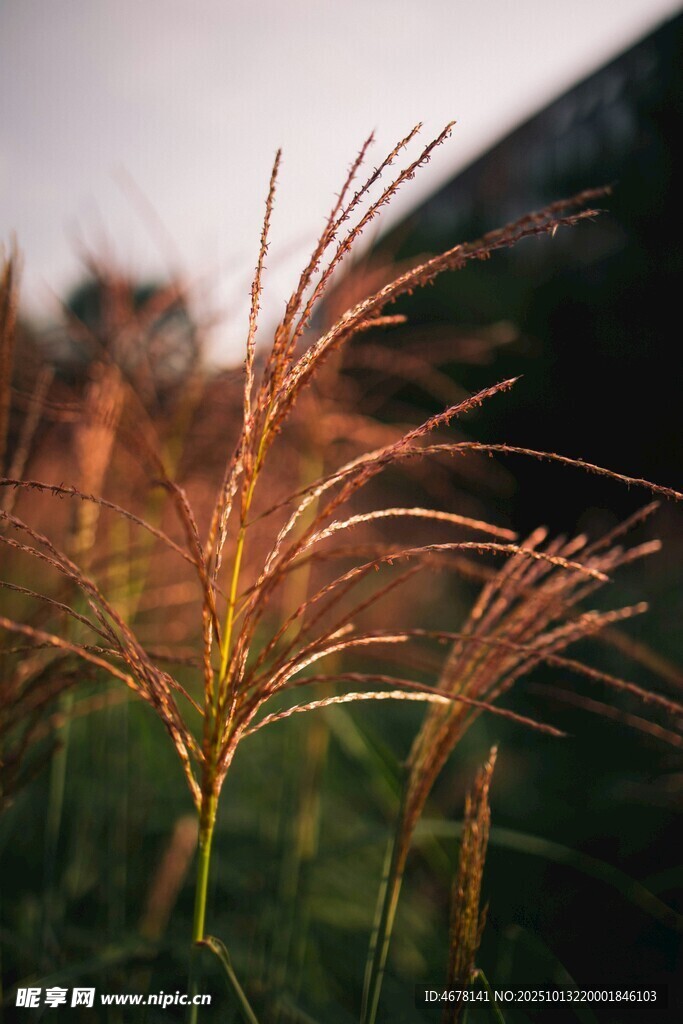 夕阳下的狗尾草