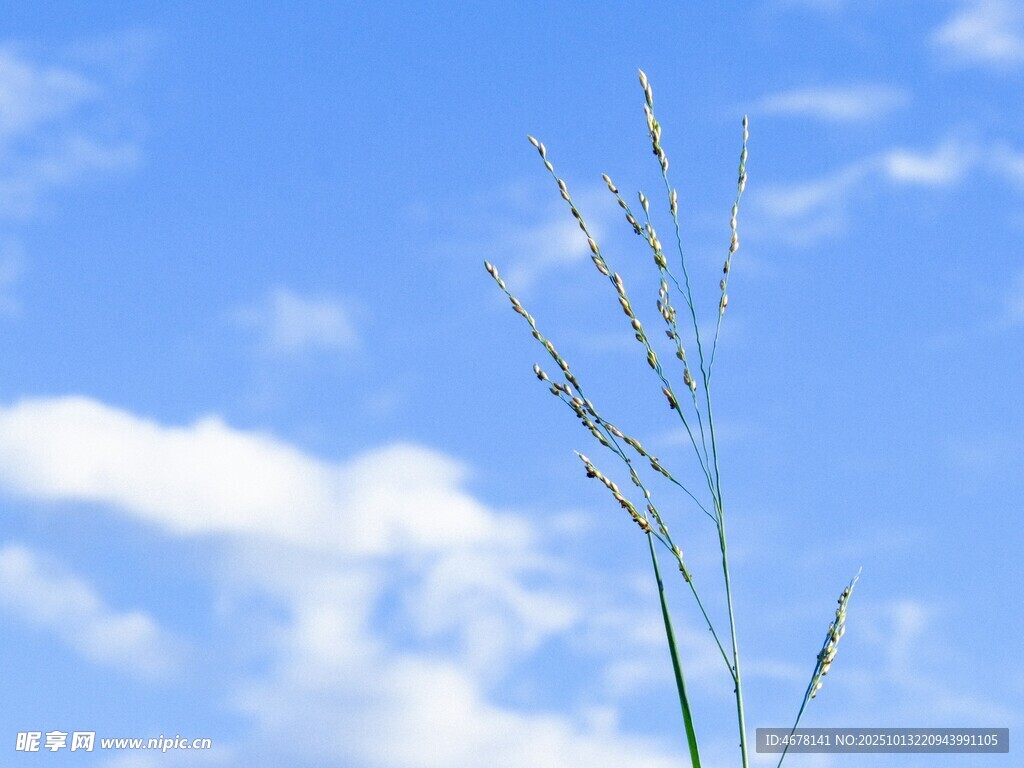 蓝天之下的孤株青草