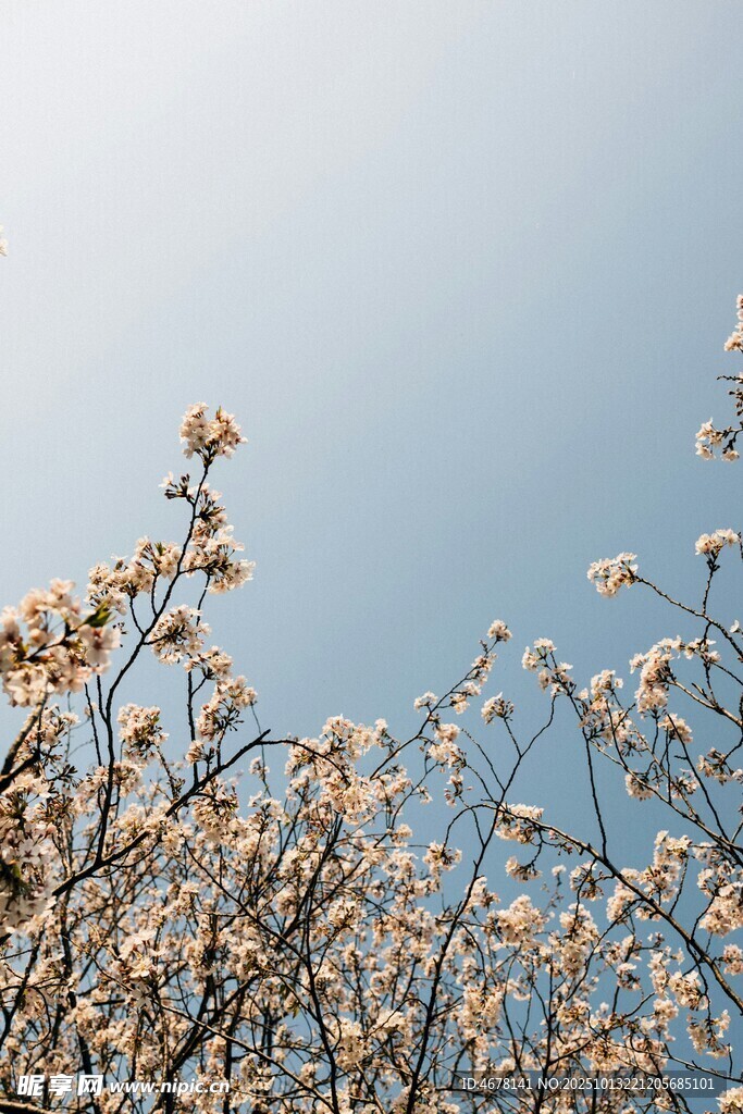 蓝天映衬下的烂漫花枝