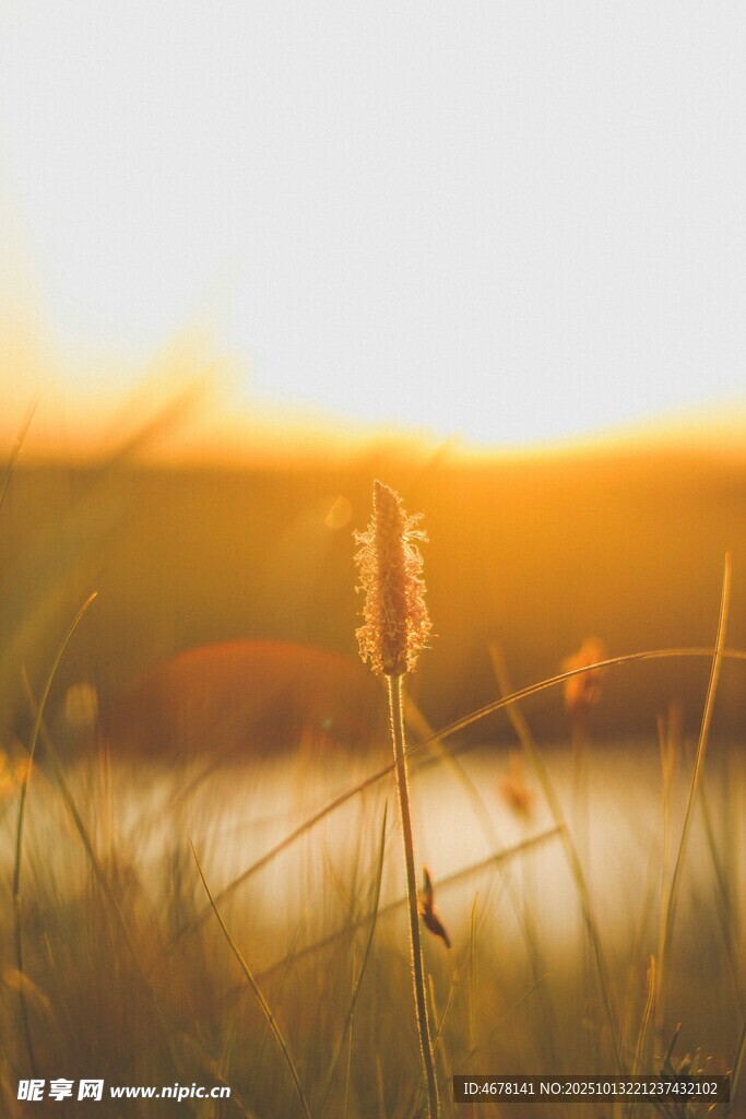 夕阳下的草地美景