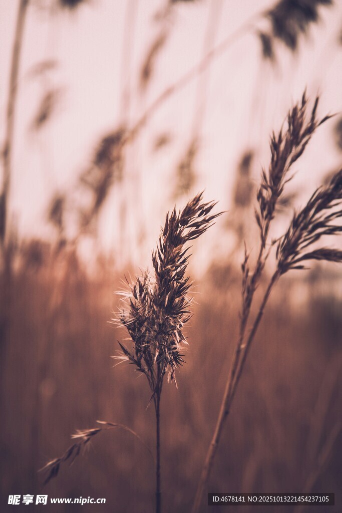 夕阳下的摇曳野草