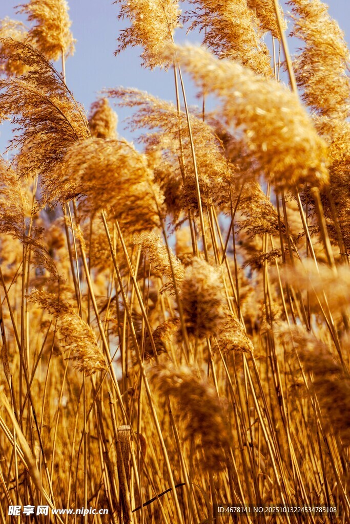 金黄芦苇在风中摇曳