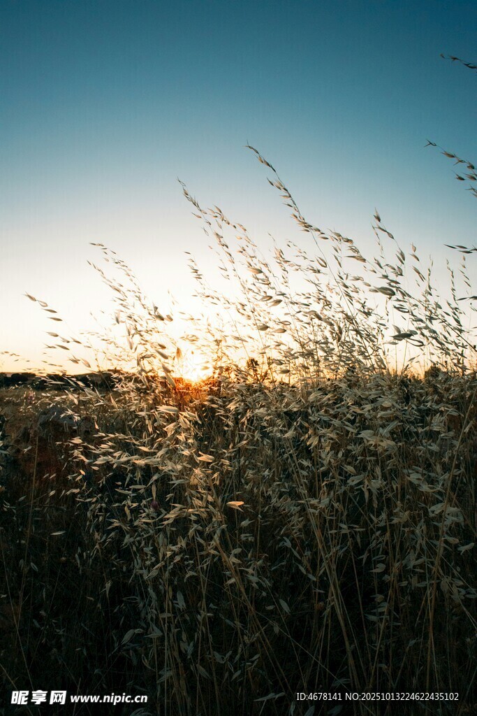 夕阳下的摇曳野草