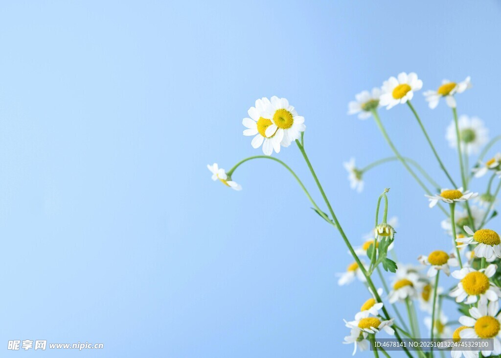 蓝天映衬下的清新小雏菊