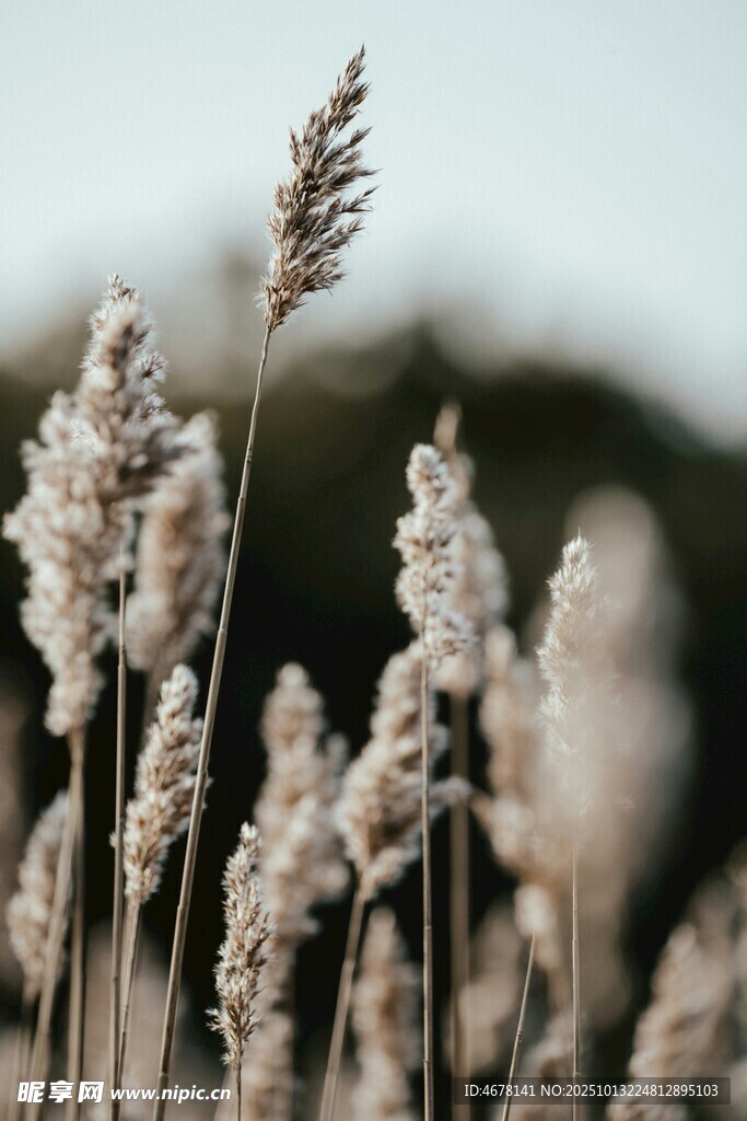 风中摇曳的蓬松芦苇