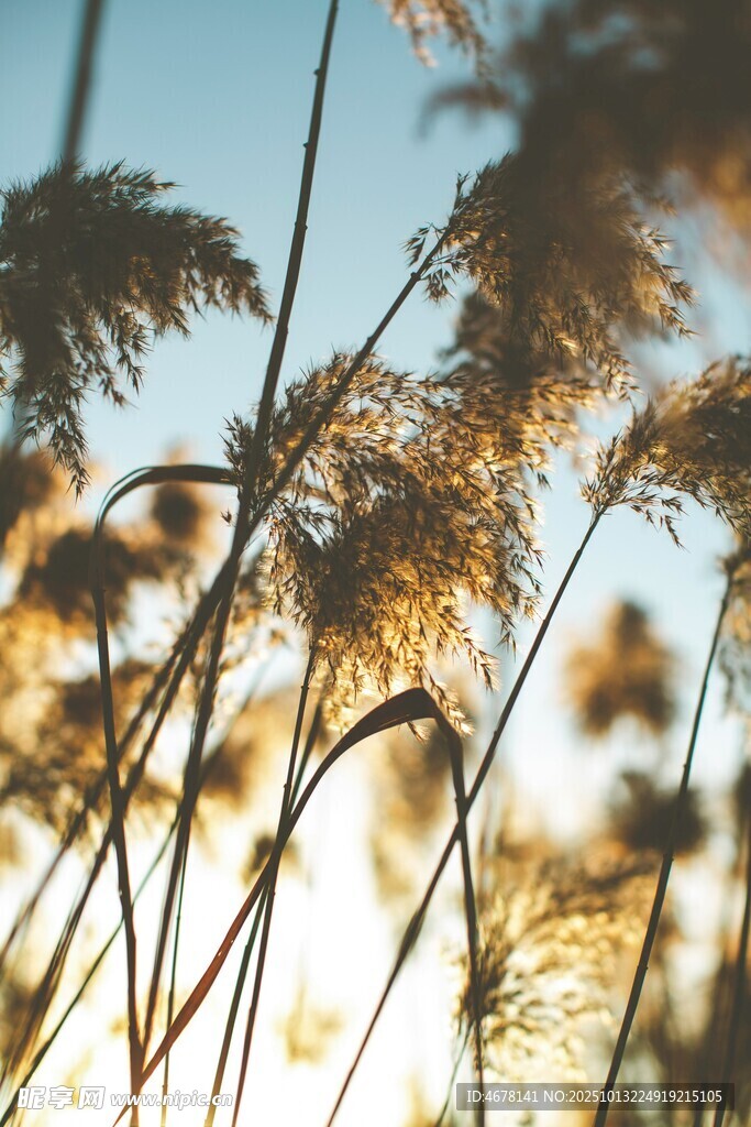 夕阳下的芦苇