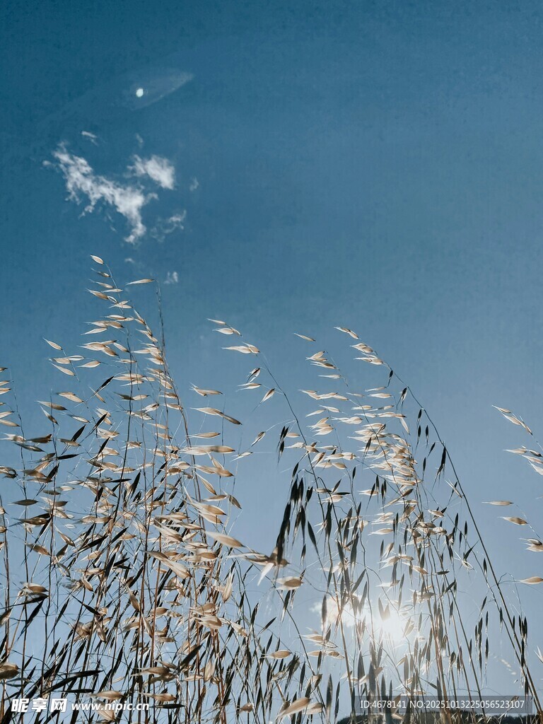 蓝天之下的摇曳芦苇