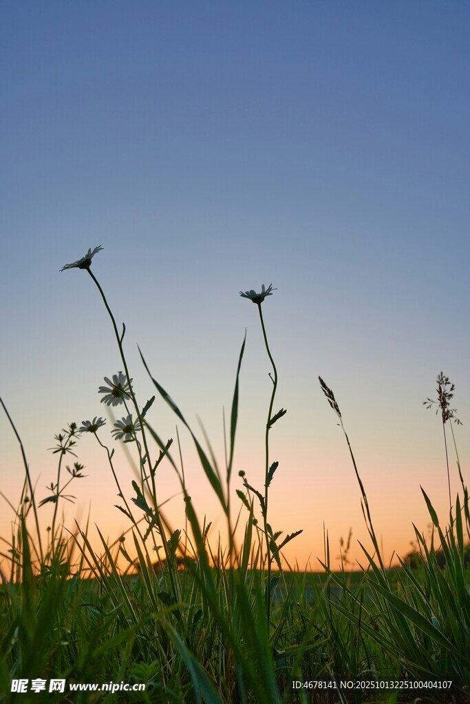 夕阳下的草地野花
