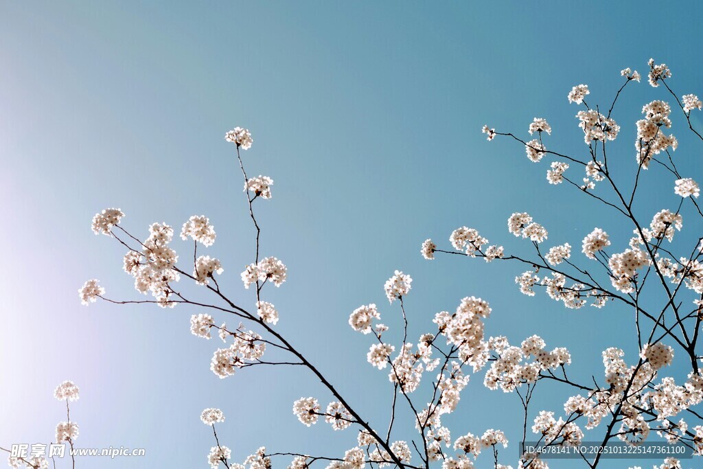 春日繁花枝头绽