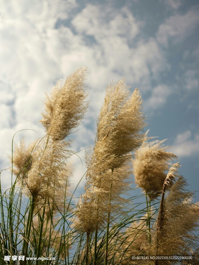 风中摇曳的金黄蒲苇