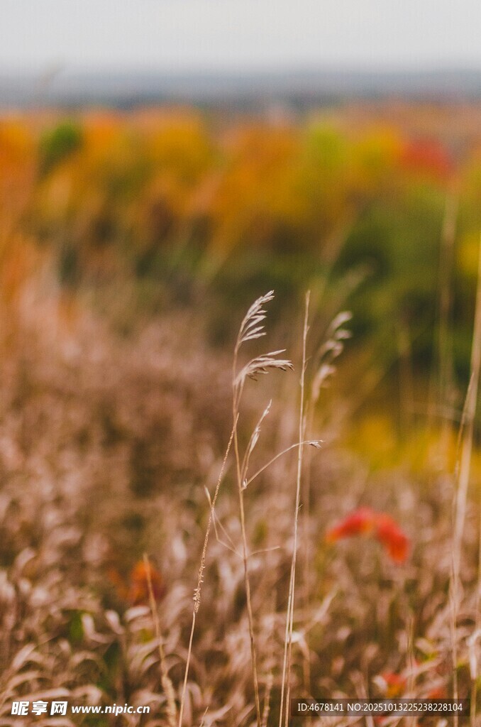 秋日田野中的芦苇景观