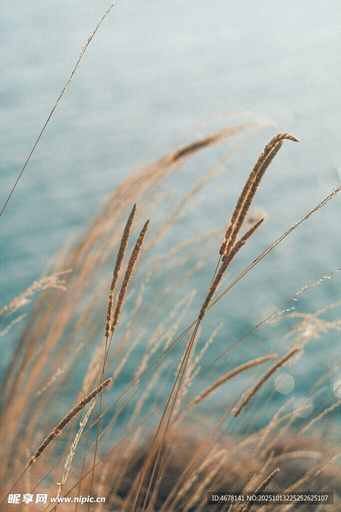 海边摇曳的金黄芦苇