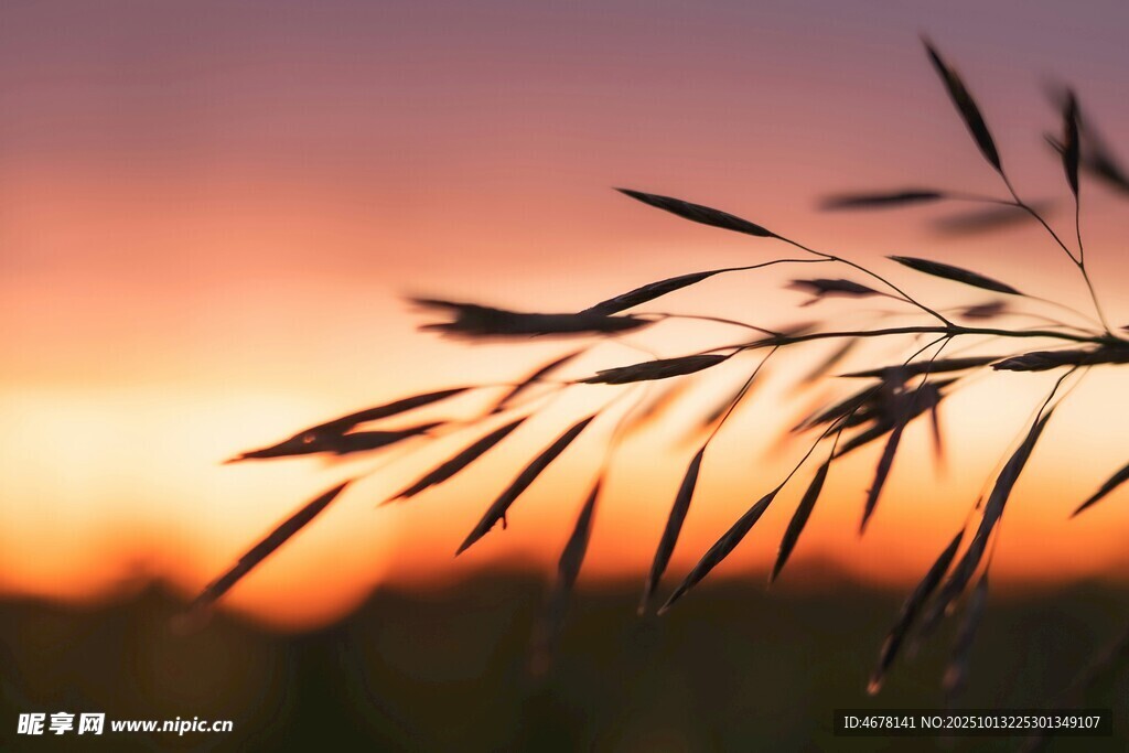 夕阳下的摇曳草枝