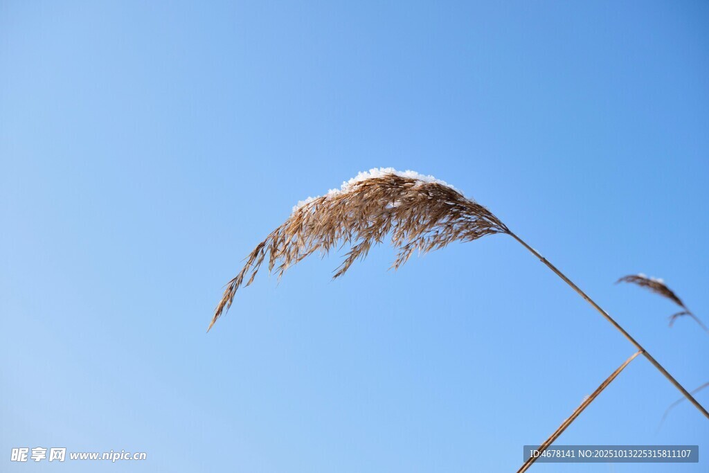 蓝天映衬下的摇曳芦苇