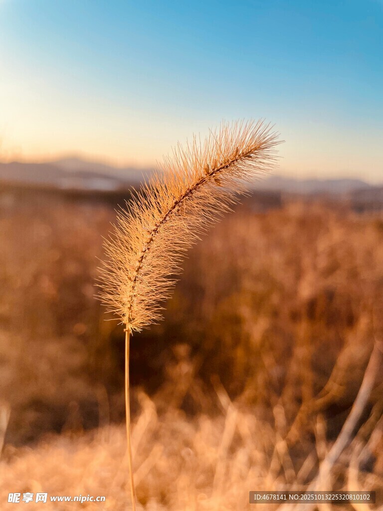 阳光下的狗尾草