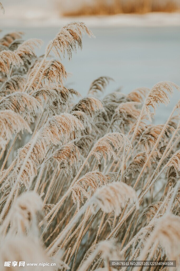 湖畔摇曳的芦苇美景