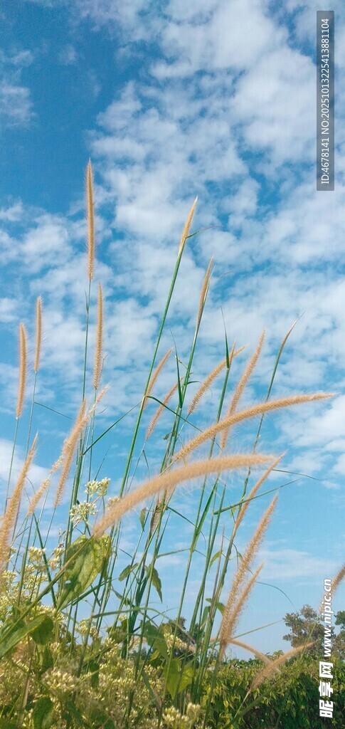 蓝天野草风景图