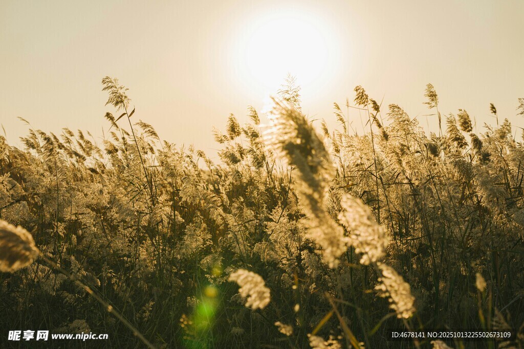 夕阳下的芦苇荡美景