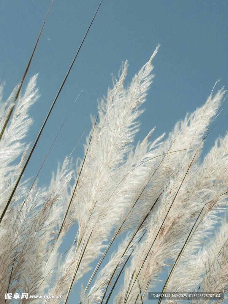 风中摇曳的白色芦苇