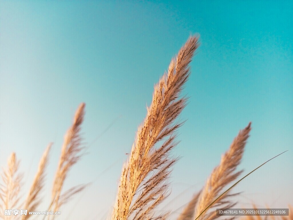 阳光下的金色芦苇
