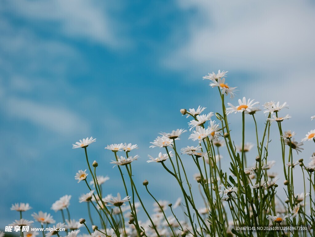 蓝天下的白色雏菊绽放