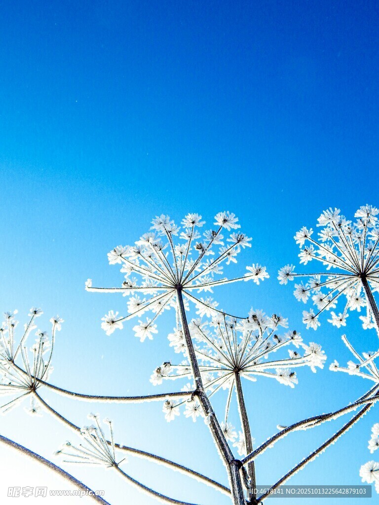 蓝天映衬下的白色蒲公英