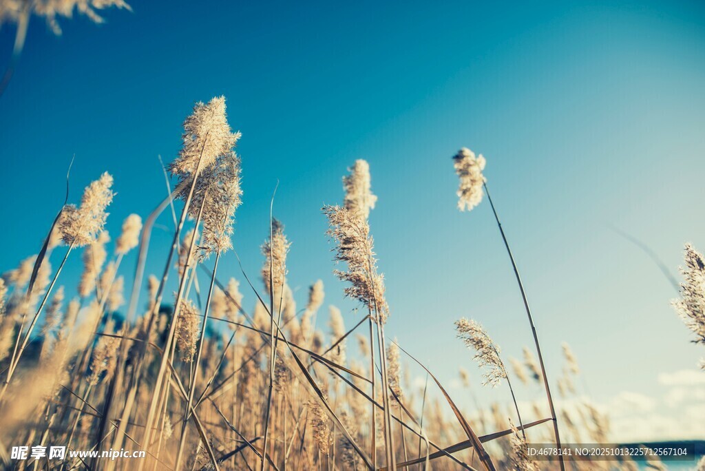 蓝天映衬下的摇曳芦苇