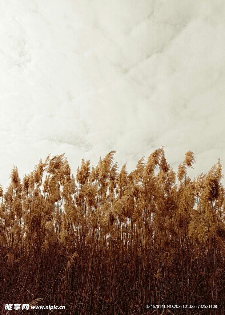 金黄芦苇丛自然之美景