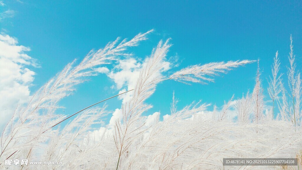 蓝天映衬下的白色芦苇