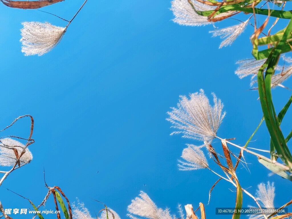 蓝天下的轻盈蒲公英