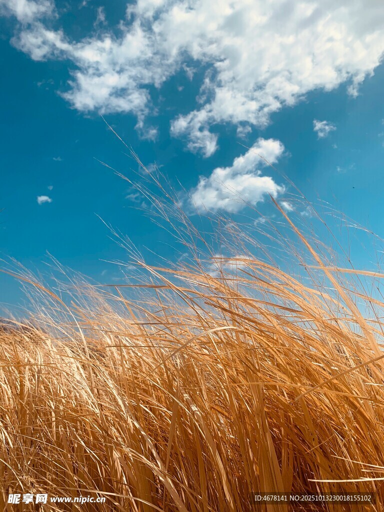 蓝天之下的金黄麦浪