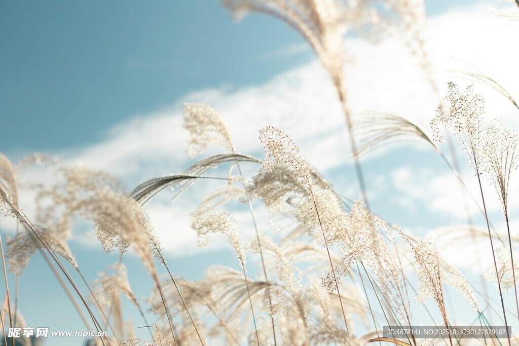 阳光下的芦苇随风摇曳