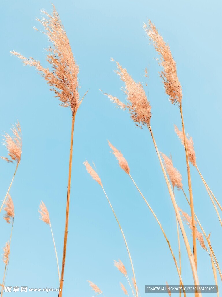 蓝天映衬下的摇曳芦苇
