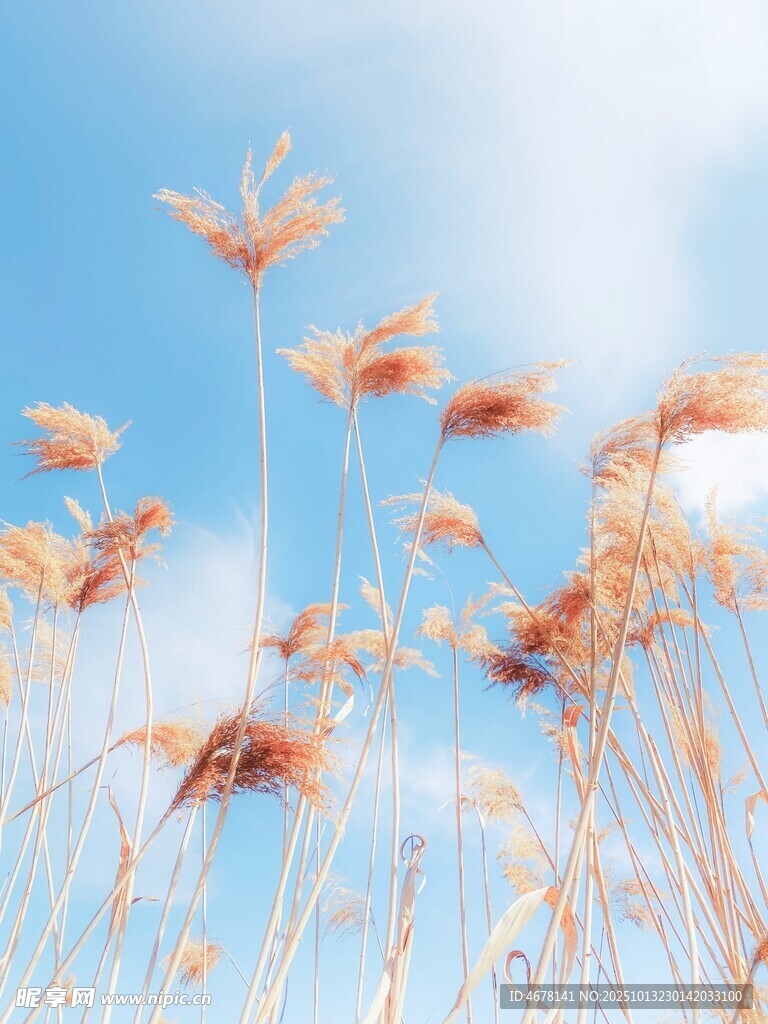 蓝天映衬下的摇曳芦苇