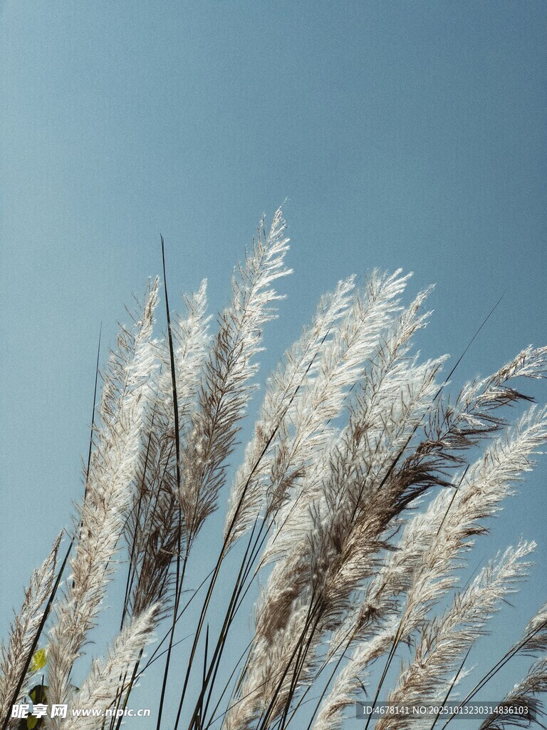 风中摇曳的白色芦苇