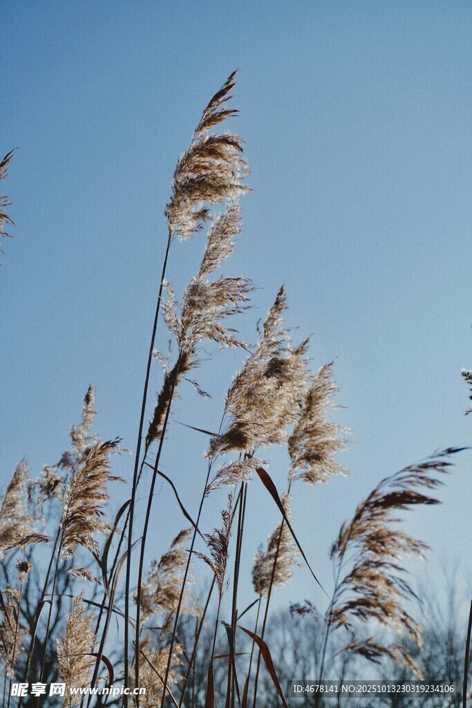 蓝天映衬下的摇曳芦苇