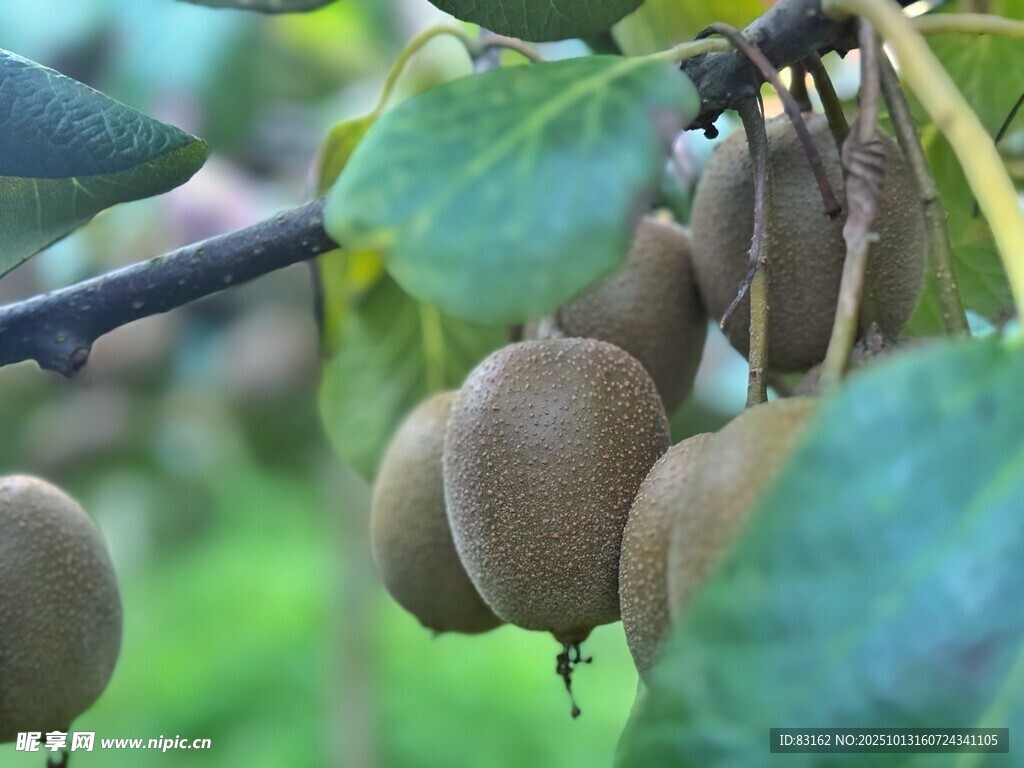 枝头猕猴桃